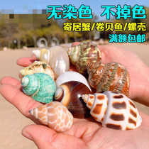  Hermit crab shell replacement shell Sanhu cichlid fish roll shellfish special conch shell shell fish tank decoration landscaping