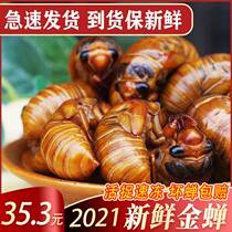 Know that the monkeys fresh wild cicadas are alive and well known for cicadas 2022 reptile monkeys to catch a quick and frozen golden cicadas