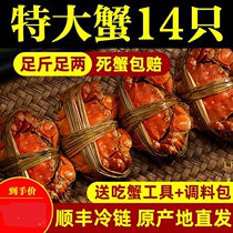 (Explosive) 14 hairy crabs fresh crabs Yangcheng Lake Town official flagship seafood aquatic crab can be full mother
