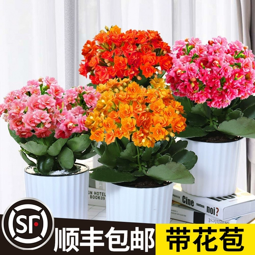 Долголетие Цветочные лепестки большие цветы, большие цветы с цветочными почками, золотистые цветы и растения в помещении, четыре сезона, цветение и кормление