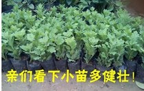 Chrysanthemum seedlings potted indoor and outdoor courtyard balcony flower green plant four seasons blossom seedlings