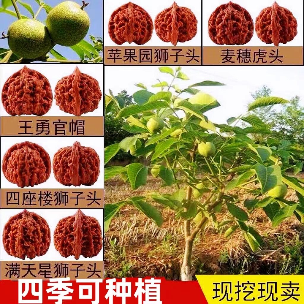 四座楼文玩核桃苗-四座楼文玩核桃苗促销价格、四座楼文玩核桃苗品牌- 淘宝