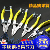 Prunes Cut home Fruits Scissors Pick Fruit Seeds Gardening Citrus Citrus Orange Cut Grape Prunes Bouquet Scissors Special Fruit