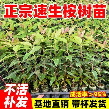 桉树苗-桉树苗促销价格、桉树苗品牌 - 淘宝