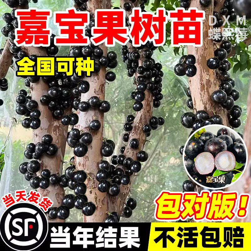 野葡萄苗-野葡萄苗促销价格、野葡萄苗品牌- 淘宝
