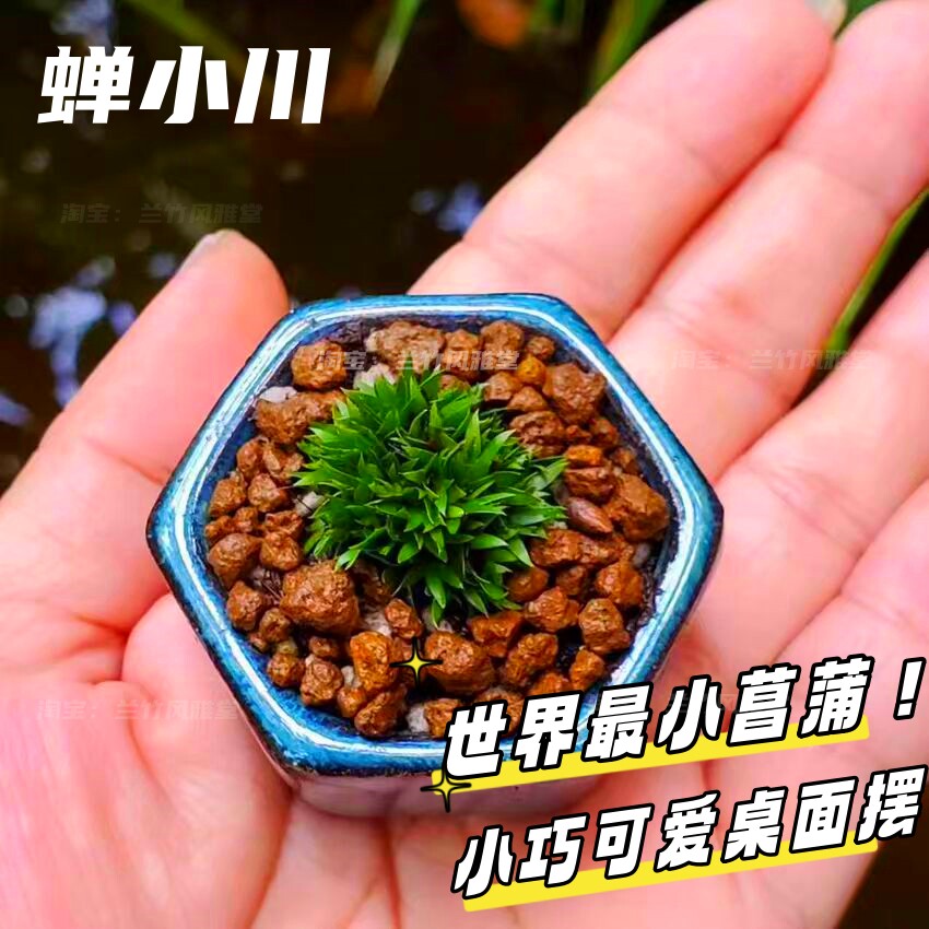 菖蒲盆景文房摆件-菖蒲盆景文房摆件促销价格、菖蒲盆景文房摆件品牌- 淘宝