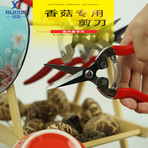 Edible Mushroom Shea Dried Shiitake Mushrooms Cut Leg Knife Shiitake Mushrooms Cut Foot Knife Shiitake Mushrooms Legs Special Scissors