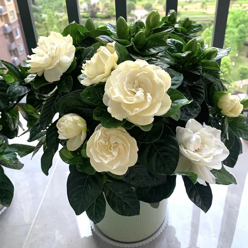 Семена цветов сада, сеясь четыре сезона летучих цветущих растений в горшках для крытого открытого цветочного семян семян семян семян семян семян