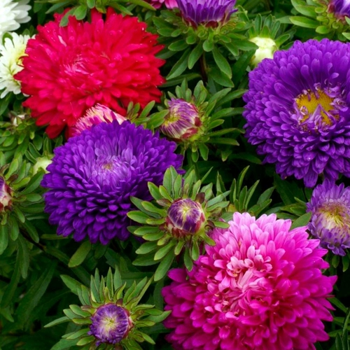 Семена маленьких ромашек радужная конфеты Крайзантемы семян семян легко прожить четыре сезона сеять цветы внутренние и внешние семена цветов