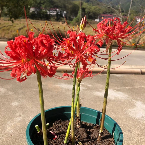 [曼珠沙华石蒜彼岸花种球大球花室内室外植物曼陀罗花种子盆栽花卉]