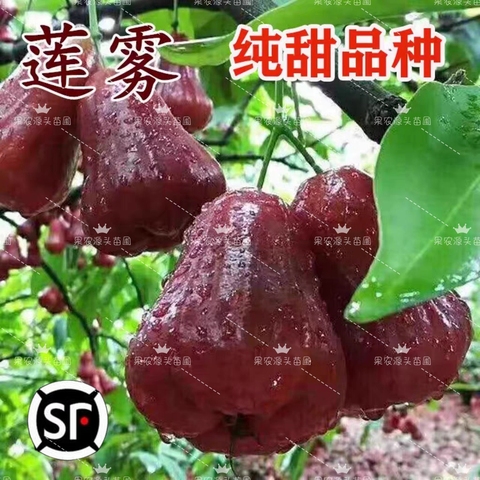 黑金刚莲雾树精选和黑金刚莲雾树品牌价格与图片-淘宝商品网