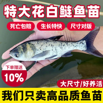 Freshwater for the flower of white fish seedlings to eat the fish and fish fish and fish fish