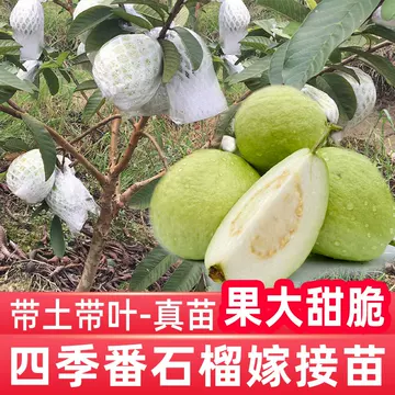 番石榴树-番石榴树促销价格、番石榴树品牌- 淘宝