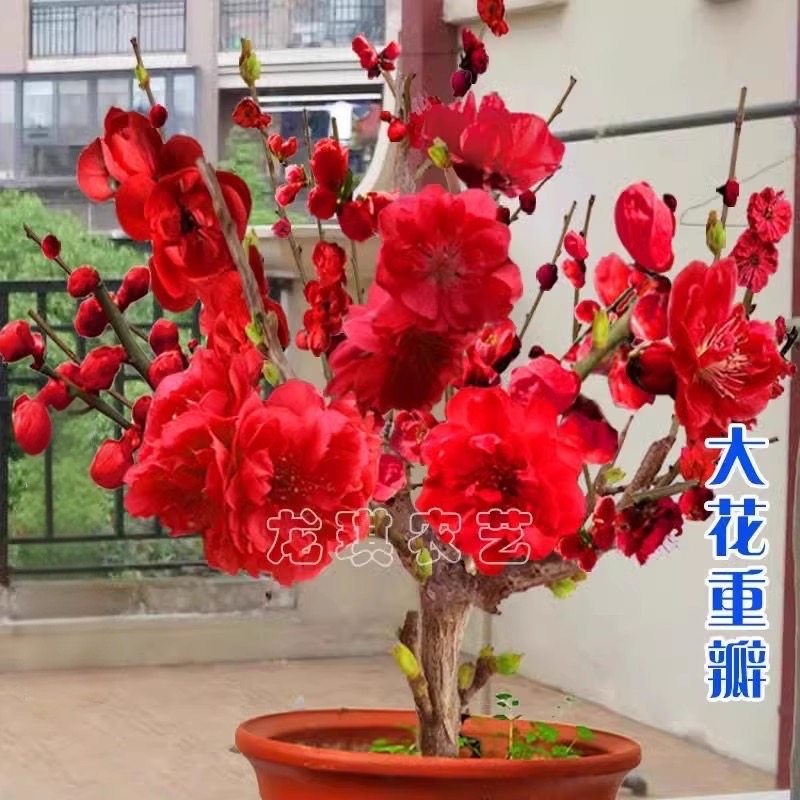 紅梅 盆栽　赤花 y-bonsai_y1159