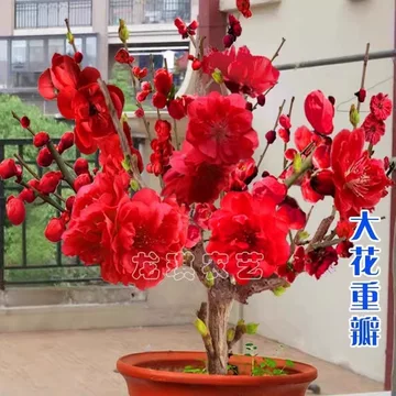 紅梅 盆栽　赤花 红梅盆栽-红梅盆栽促销价格、红梅盆栽品牌- 淘宝