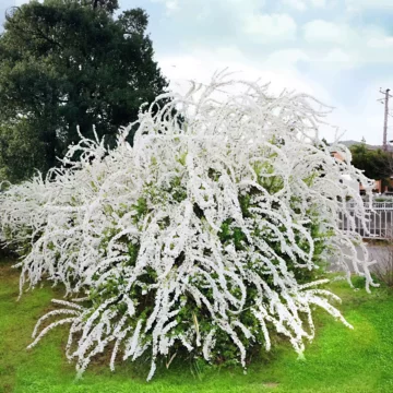 溥忻 雪道人 柳树 雪柳树苗-雪柳树苗促销价格、雪柳树苗品牌- 淘宝
