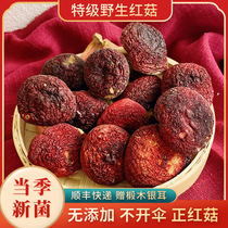 Yunnan special-grade wild red mushroom dry goods 500g do not open the umbrella in the season new fungus Simao authentic wild fungus hair SF