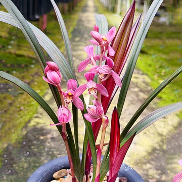 兰花红草红荷-兰花红草红荷促销价格、兰花红草红荷品牌- 淘宝