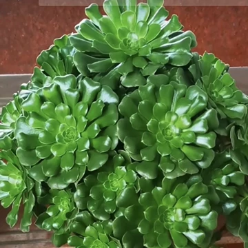 法师多肉植物-法师多肉植物促销价格、法师多肉植物品牌- 淘宝