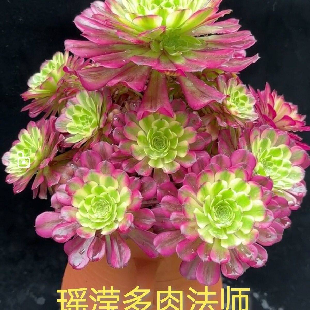 法师多肉植物老桩-法师多肉植物老桩促销价格、法师多肉植物老桩品牌- 淘宝