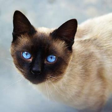 全国香港发货泰国暹罗猫幼猫海豹重点色布偶蓝眼活体短毛宠物猫咪