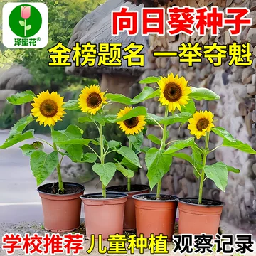 新種の向日葵 新種の向日葵