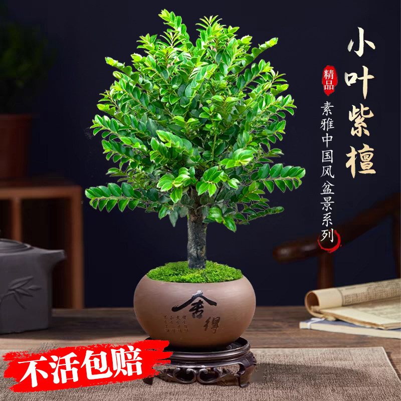 紫檀木树-紫檀木树促销价格、紫檀木树品牌- 淘宝