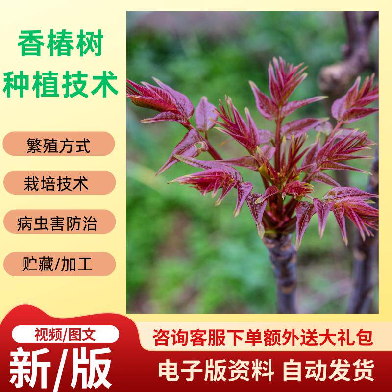香椿栽培-香椿栽培促销价格、香椿栽培品牌- 淘宝