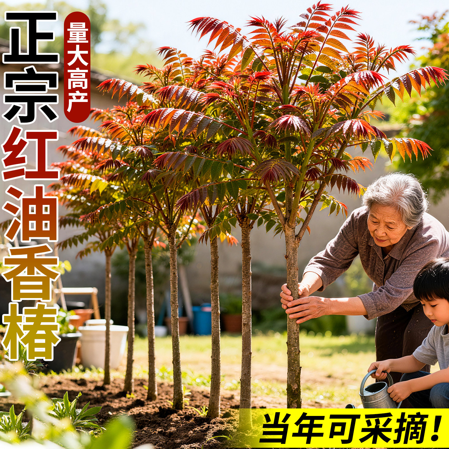 红油香椿苗-红油香椿苗促销价格、红油香椿苗品牌- 淘宝