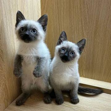 香港发货泰国虎斑暹罗猫幼猫崽海豹重点色英短布偶蓝眼活体宠物猫