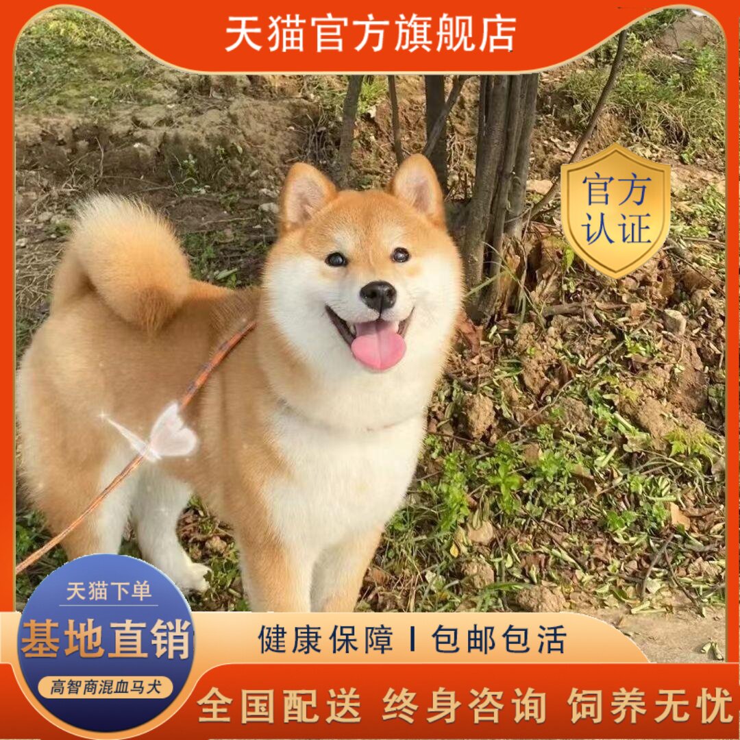 🏠🐾不乱叫宠物狗| 看家护院柴犬幼犬| 黑白柴犬正品推荐-宠物-淘宝好物网