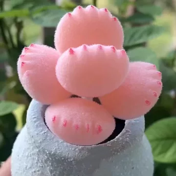 熊童子 多肉植物 熊童子– 福所栽