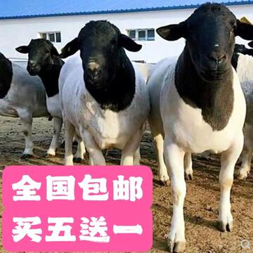 黑头羊-黑头羊促销价格、黑头羊品牌 - 淘宝