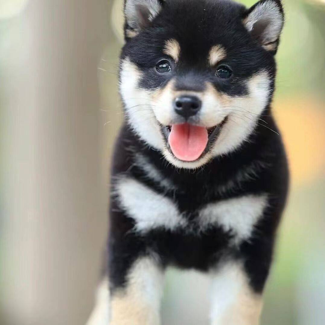 黑柴犬-黑柴犬促销价格、黑柴犬品牌- 淘宝