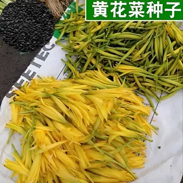 黄花菜种籽-黄花菜种籽促销价格、黄花菜种籽品牌- 淘宝