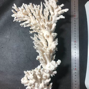 ☆整理白T/天然 白珊瑚?☆合計1.5Kg 以上 珊瑚 原木 コーラル ルース