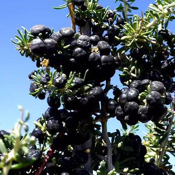 黑枸杞树苗宁夏新疆红色食用枸杞苗老桩盆景盆栽种植枸杞子果树苗