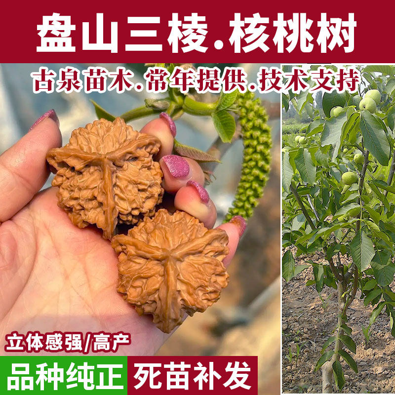 三棱核桃 盘山三棱配对核桃-盘山三棱配对核桃促销价格、盘山三棱配对核桃品牌- 淘宝
