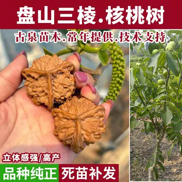 盘山三棱配对核桃-盘山三棱配对核桃促销价格、盘山三棱配对核桃品牌- 淘宝