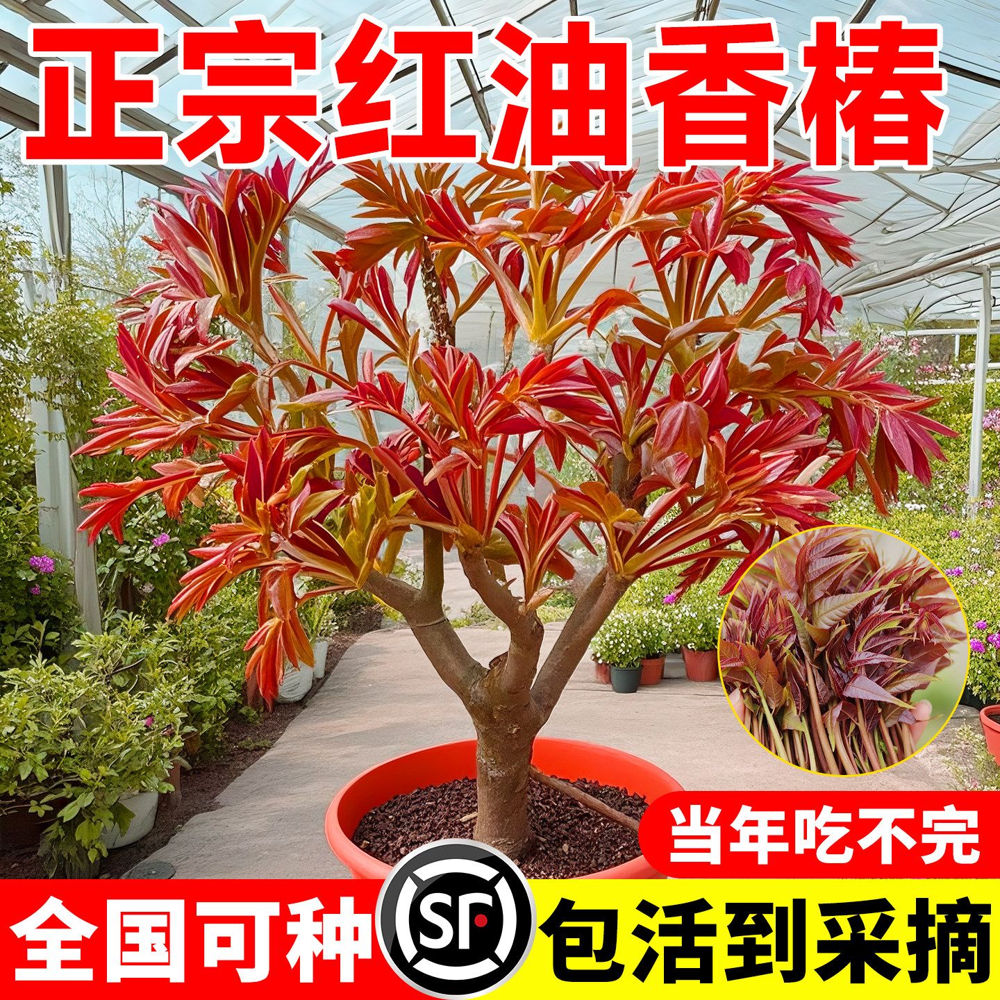 紅油香椿 ホンユーシャンチュン苗木 10株セット　5～10cm ☆送料込み、香椿苗木 ☆チャンチン苗木 紅油香椿 - メルカリ