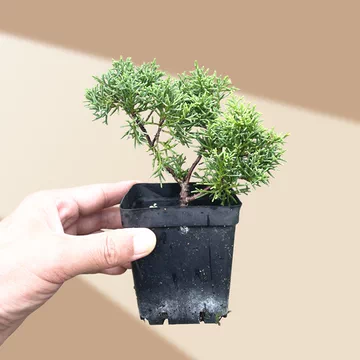 ajisawa 真柏 盆栽2 ソナレ盆栽！ ajisawa ソナレ 盆栽