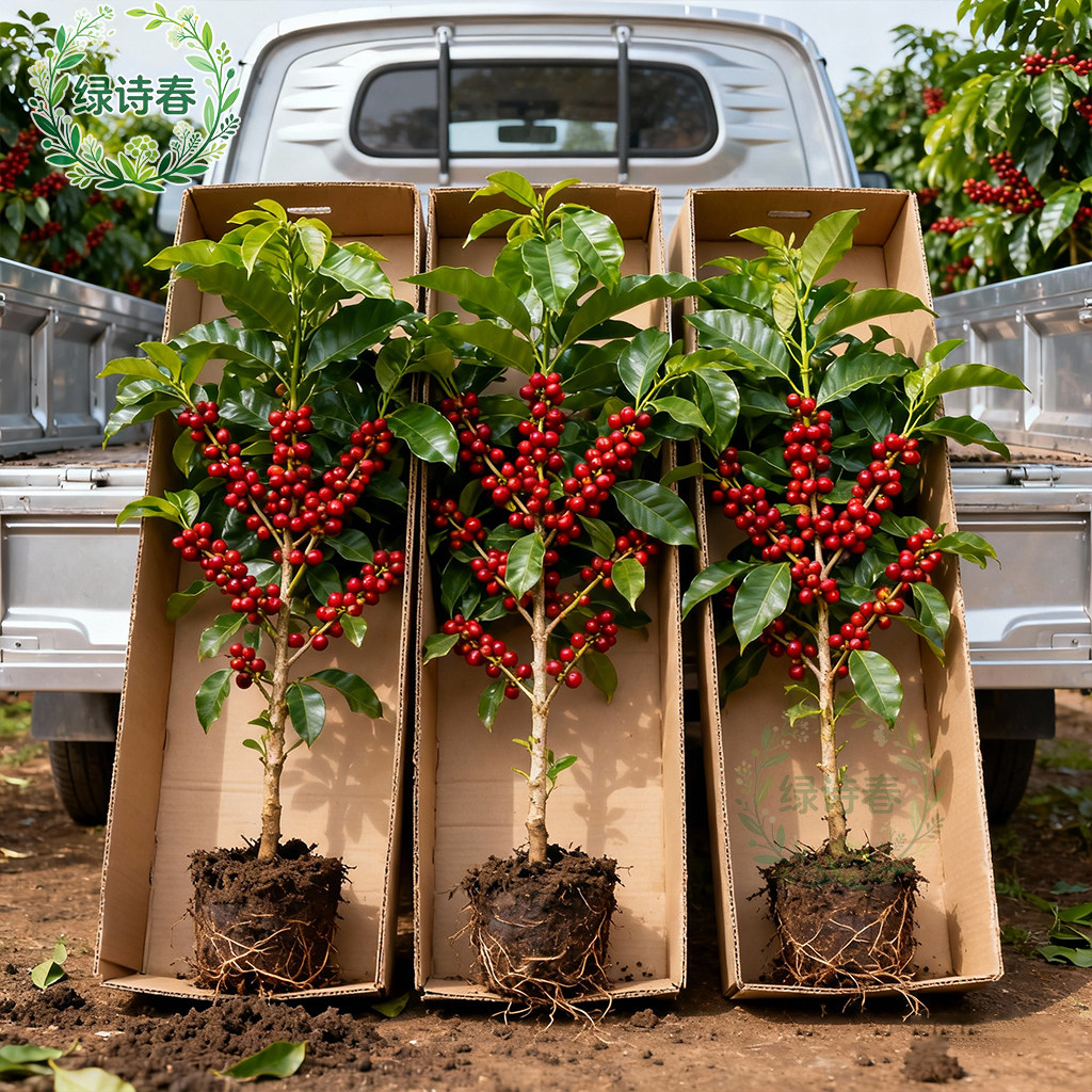 盆栽咖啡树-盆栽咖啡树促销价格、盆栽咖啡树品牌- 淘宝