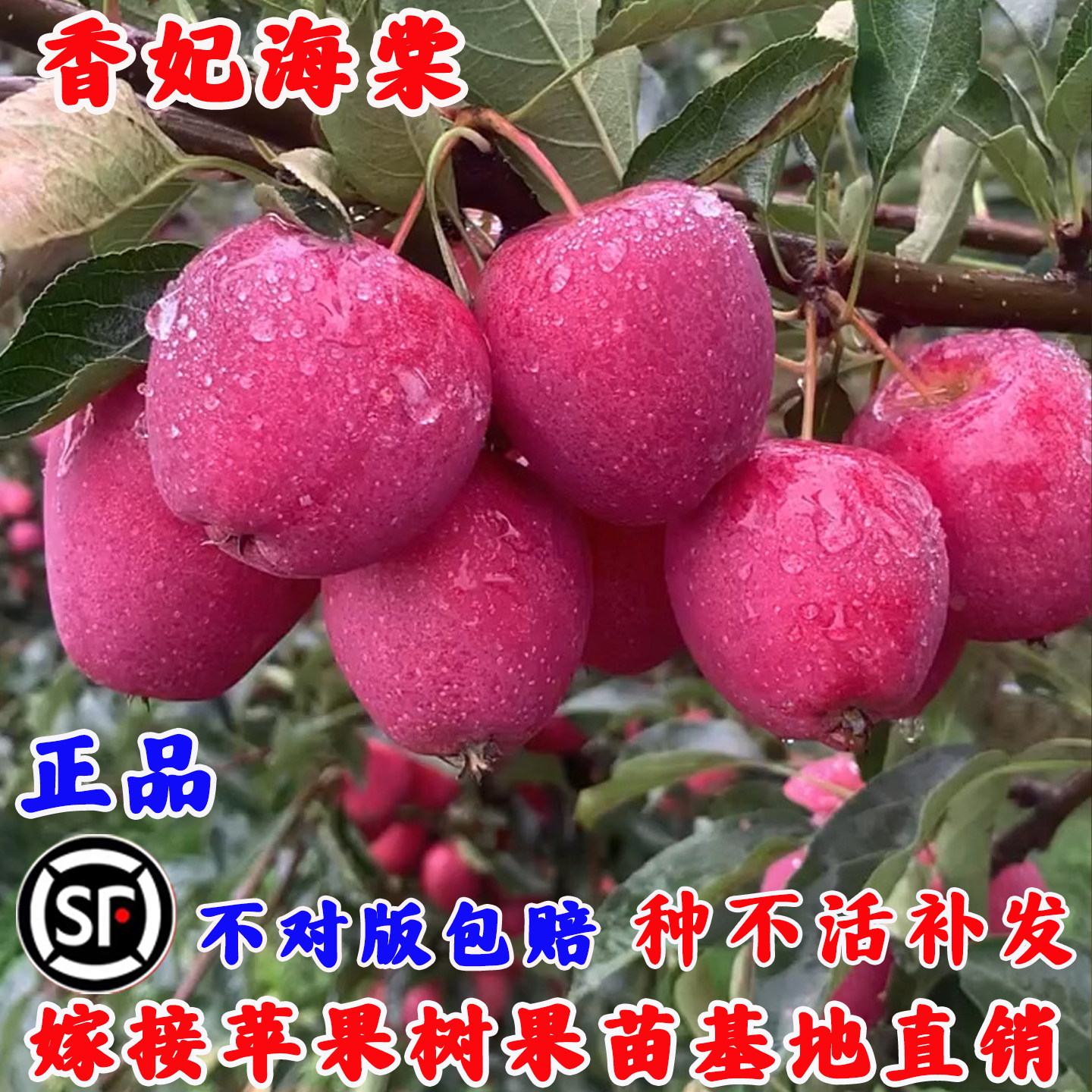 新疆天山雪水灌溉的海棠果，果然酸甜不涩_凤凰网, image size:1440x1440