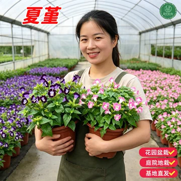 夏堇花-夏堇花促销价格、夏堇花品牌- 淘宝