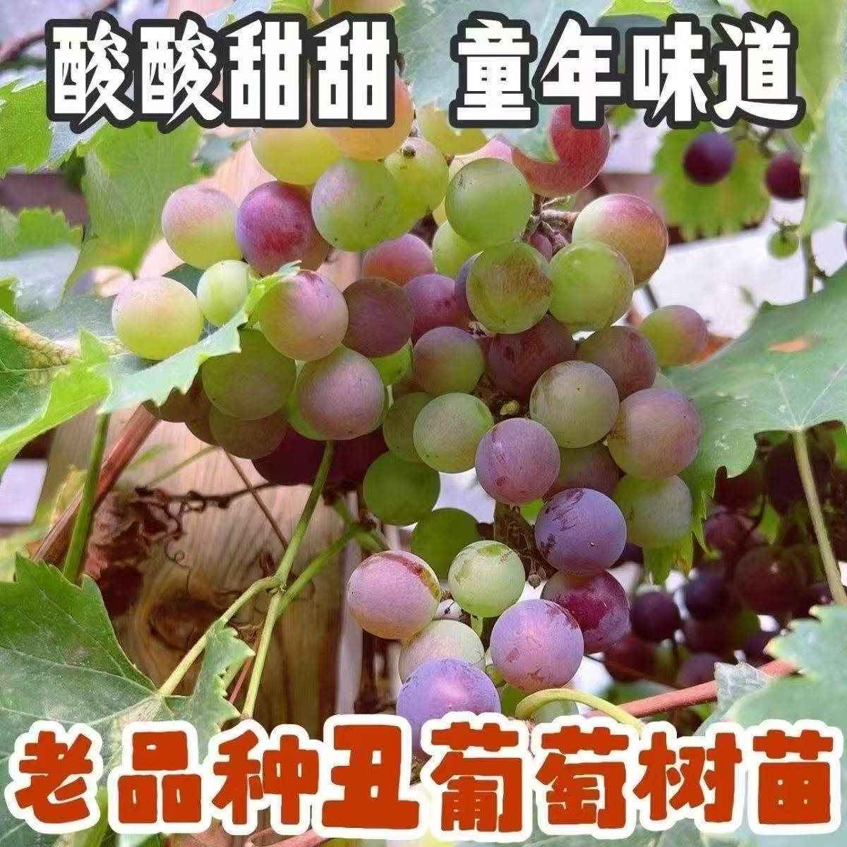 野葡萄苗-野葡萄苗促销价格、野葡萄苗品牌- 淘宝