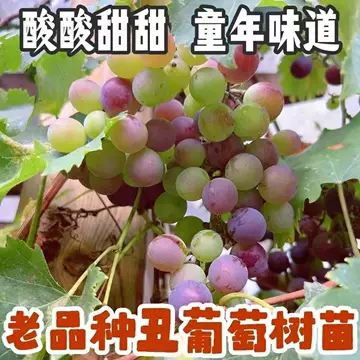 野葡萄苗-野葡萄苗促销价格、野葡萄苗品牌- 淘宝