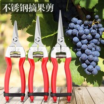 Long head fruit picking scissors stainless steel pointed scissors for picking grapes and vegetables multi-functional pruning shears