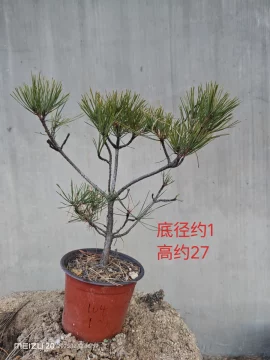 那须五针松-那须五针松促销价格、那须五针松品牌- 淘宝