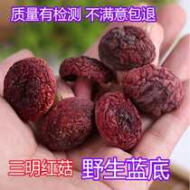 New Fujian Sanming Blue Bottom Small Red Mushroom Dry Goods Wild Authentic Russula Super Moon Red Mushroom Mushroom Mushroom Mushroom