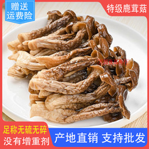 Antler Mushrooms Dry Goods Antler Fungus Special Class Fresh Crunchy Mushrooms 500g Dry-Aunt Pot Soup Mushroom Edible Mushrooms Dried Commercial